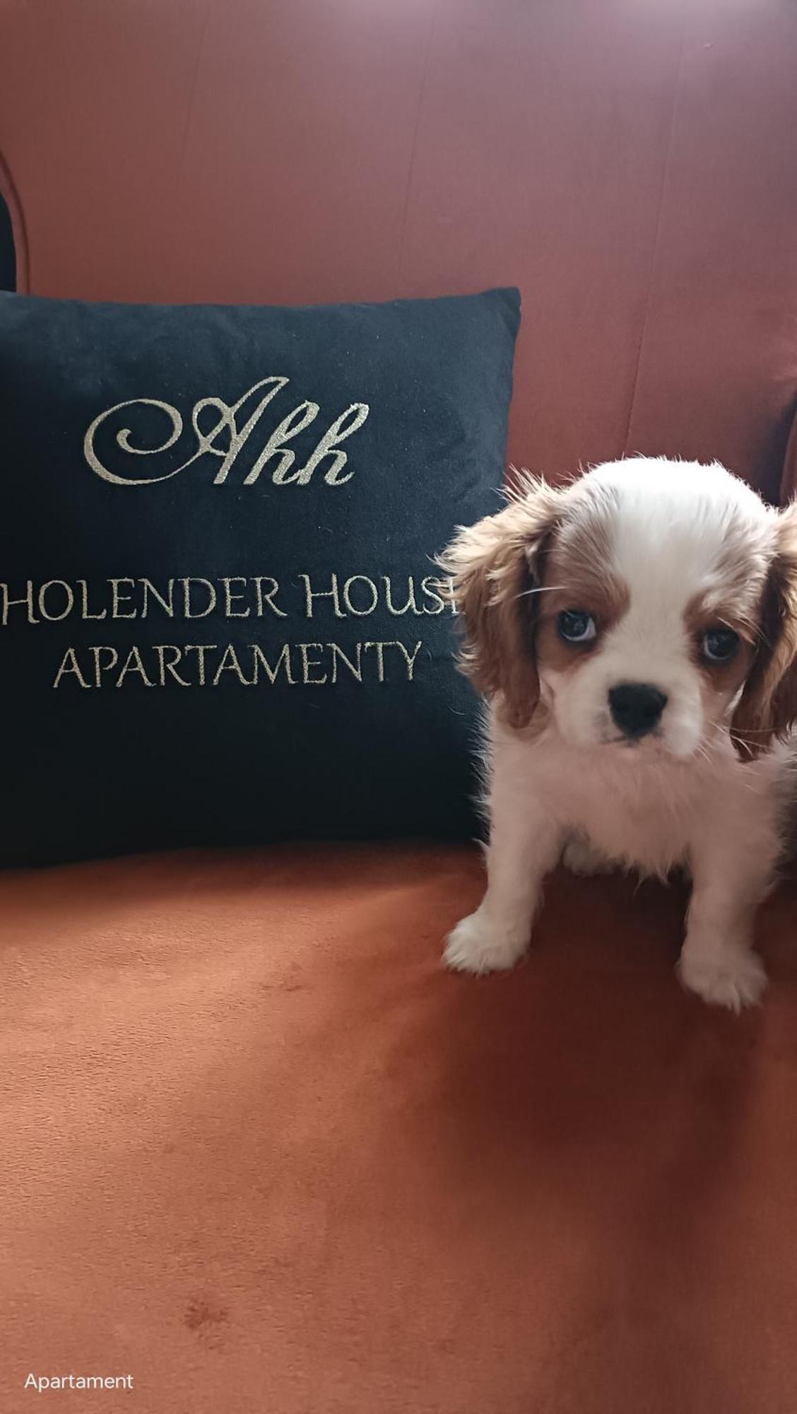 Apartamenty Holender House Choczewo Ngoại thất bức ảnh
